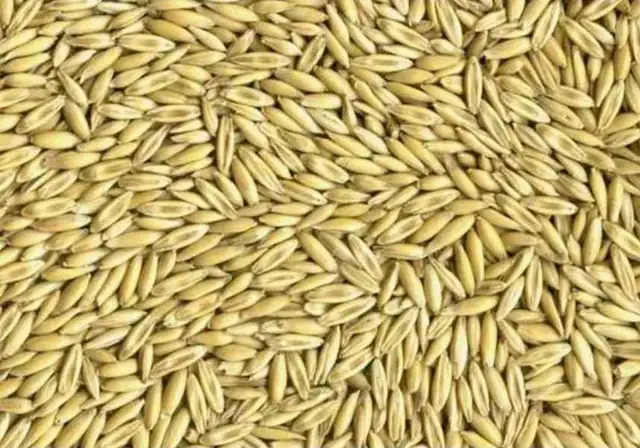 Oats for sale.