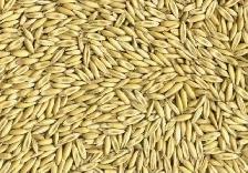 Oats for sale.