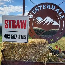 Small barley straw bales