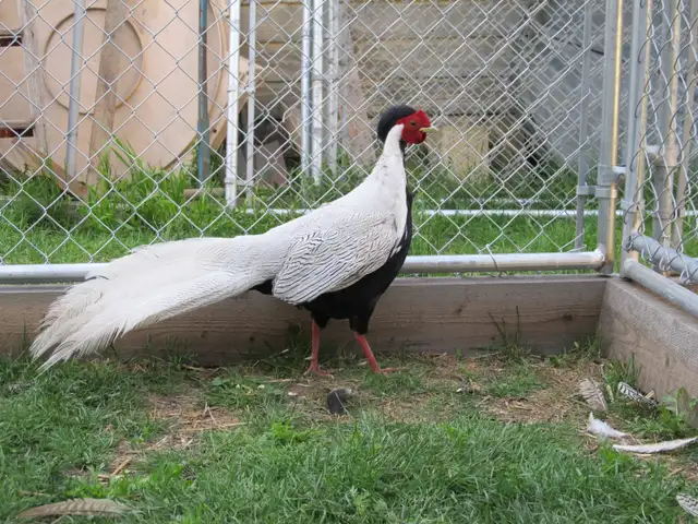 Silver Pheasants