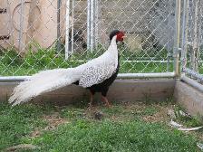 Silver Pheasants
