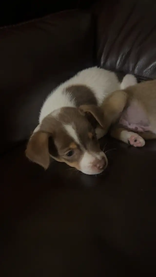 chihuahua puppies for sale 4 months old two males left 375$ each