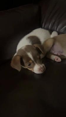 chihuahua puppies for sale 4 months old two males left 375$ each