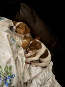 chihuahua puppies for sale 4 months old two males left 375$ each - Photo 2