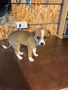 chihuahua puppies for sale 4 months old two males left 375$ each - Photo 3