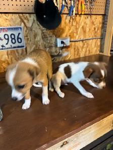 chihuahua puppies for sale 4 months old two males left 375$ each - Photo 4