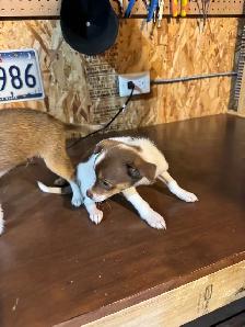 chihuahua puppies for sale 4 months old two males left 375$ each - Photo 5