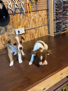 chihuahua puppies for sale 4 months old two males left 375$ each - Photo 6