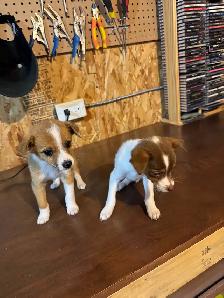 chihuahua puppies for sale 4 months old two males left 375$ each - Photo 7