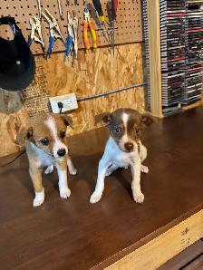chihuahua puppies for sale 4 months old two males left 375$ each - Photo 8