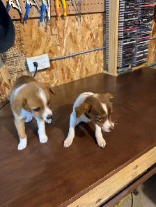 chihuahua puppies for sale 4 months old two males left 375$ each - Photo 9