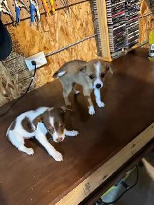 chihuahua puppies for sale 4 months old two males left 375$ each - Photo 10