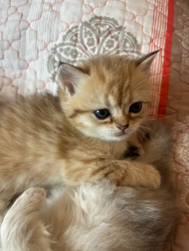 chatons British shorthair kittens