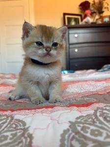 chatons British shorthair kittens - Photo 2