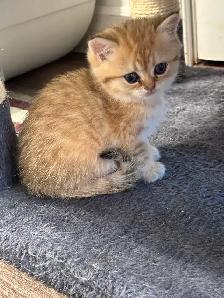 chatons British shorthair kittens - Photo 3