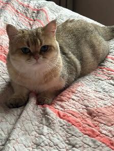 chatons British shorthair kittens - Photo 4