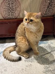 chatons British shorthair kittens - Photo 5