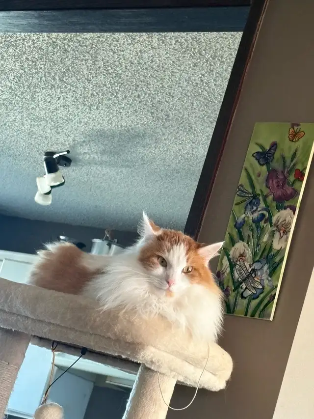 lost cat