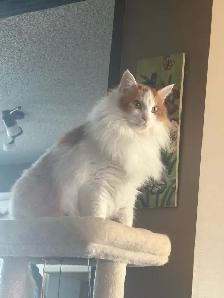 lost cat - Photo 2