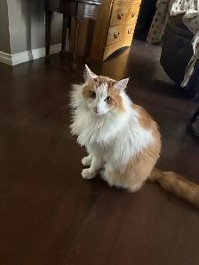 lost cat - Photo 3