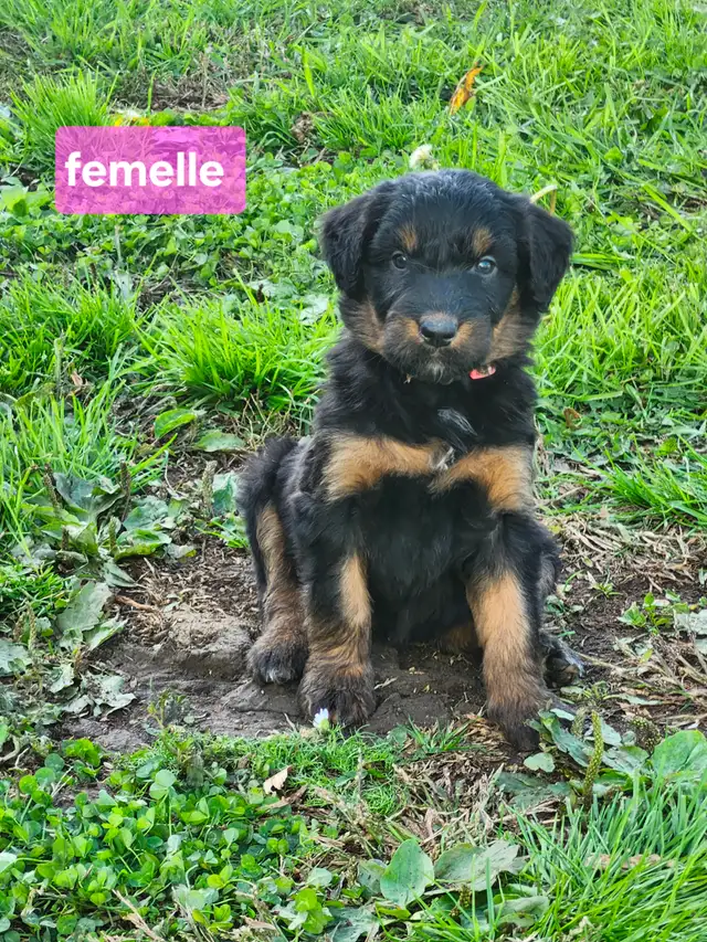 chiots aussiedoodle