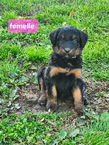 chiots aussiedoodle
