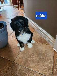 chiots aussiedoodle - Photo 2