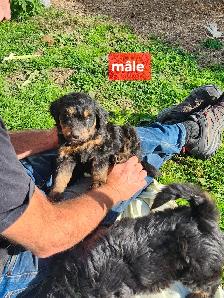 chiots aussiedoodle - Photo 3