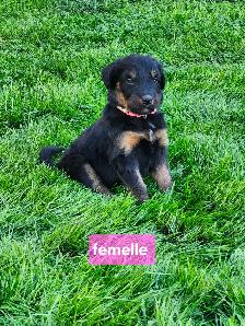 chiots aussiedoodle - Photo 4