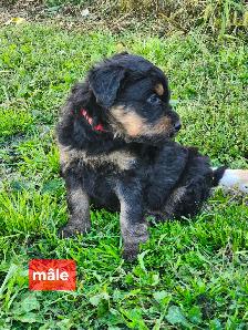 chiots aussiedoodle - Photo 5