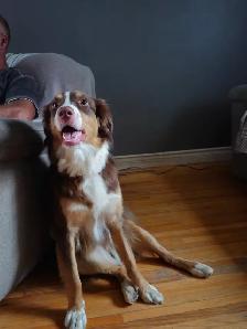 chiots aussiedoodle - Photo 7