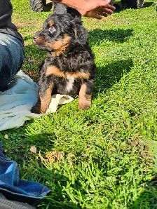 chiots aussiedoodle - Photo 8