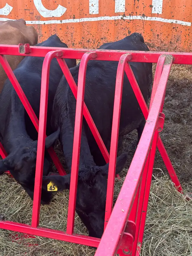 Bred Heifers