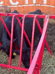 Bred Heifers