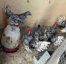 Silver Sebright pairs