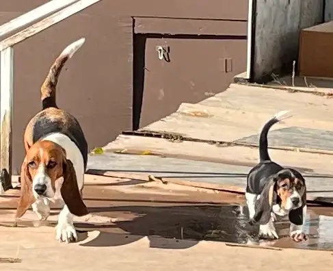 BASSET HOUND FEMALE PUP REDUCED PRICE