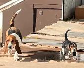 BASSET HOUND FEMALE PUP REDUCED PRICE