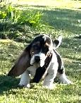 BASSET HOUND FEMALE PUP REDUCED PRICE - Photo 2