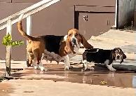 BASSET HOUND FEMALE PUP REDUCED PRICE - Photo 3