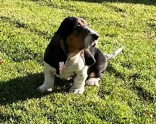 BASSET HOUND FEMALE PUP REDUCED PRICE - Photo 4