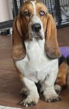 BASSET HOUND FEMALE PUP REDUCED PRICE - Photo 6
