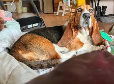 BASSET HOUND FEMALE PUP REDUCED PRICE - Photo 7