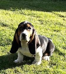 BASSET HOUND FEMALE PUP REDUCED PRICE - Photo 9