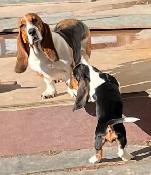 BASSET HOUND FEMALE PUP REDUCED PRICE - Photo 10