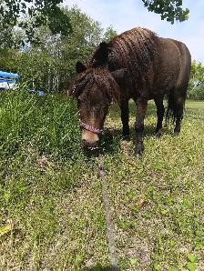 ISO horse
