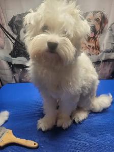 Certified Dog Groomer - Photo 2