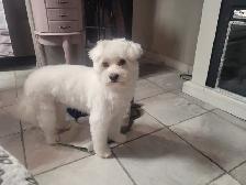 Certified Dog Groomer - Photo 3