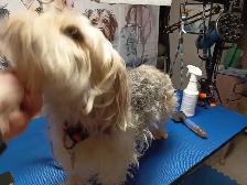 Certified Dog Groomer - Photo 4