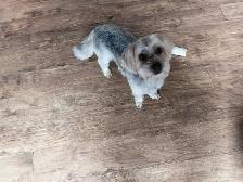 Certified Dog Groomer - Photo 5