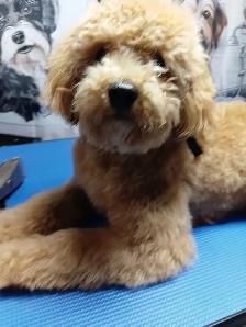 Certified Dog Groomer - Photo 6